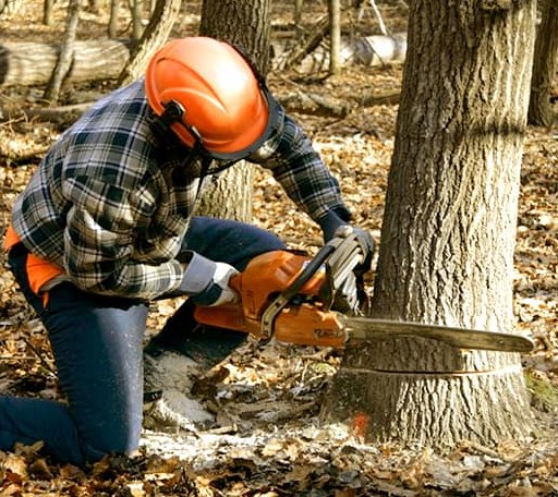 Tree Removal in Naval Air Station Jrb, TX